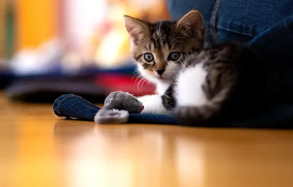 Look, light, pose, kitty, grey, background, toy, the game