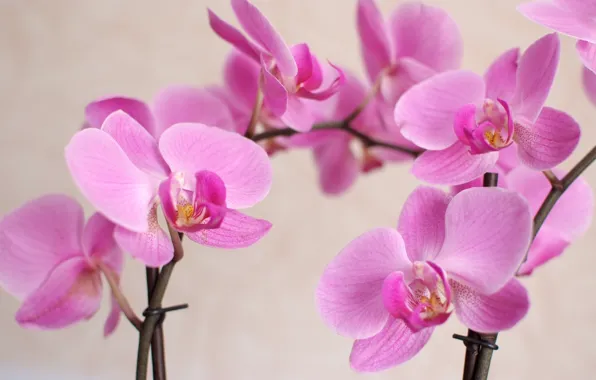 Picture macro, flowers, petals, Orchid