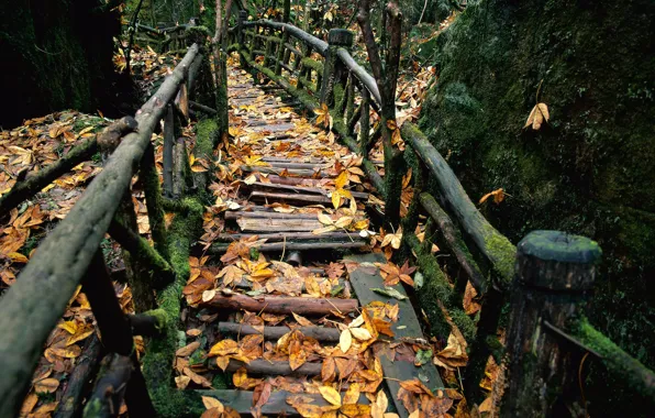 Picture autumn, moss, railings