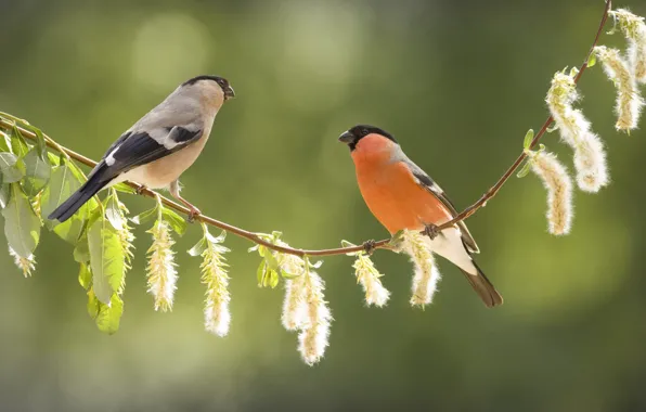 Light, birds, background, branch, a couple, bullfinch, female, male