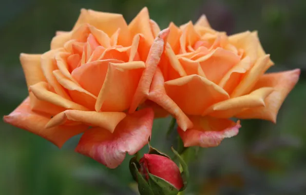 Picture macro, roses, Bud, Duo