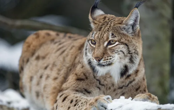 Picture look, beauty, lynx