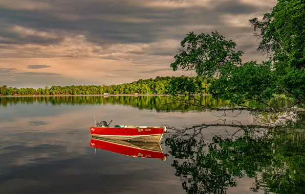 Forest, the sky, water, the sun, trees, branches, clouds, reflection