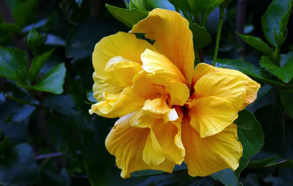 Flower, leaves, close-up, yellow, the dark background, petals, hibiscus, Terry