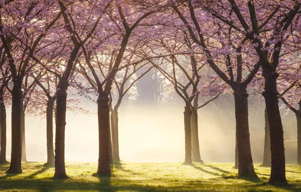The sun, light, flowers, branches, cherry, fog, Park, dawn