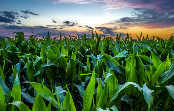 Picture field, sunset, corn