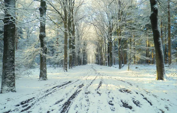 Winter, road, snow, Park, thaw
