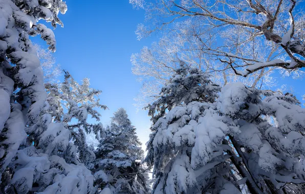 Winter, frost, forest, the sky, snow, trees, branches, nature