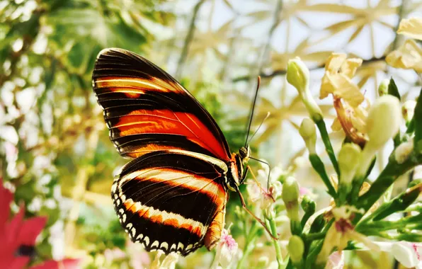 Macro, wings, Butterfly, beautiful, flowers, flowering, pollination, closeup