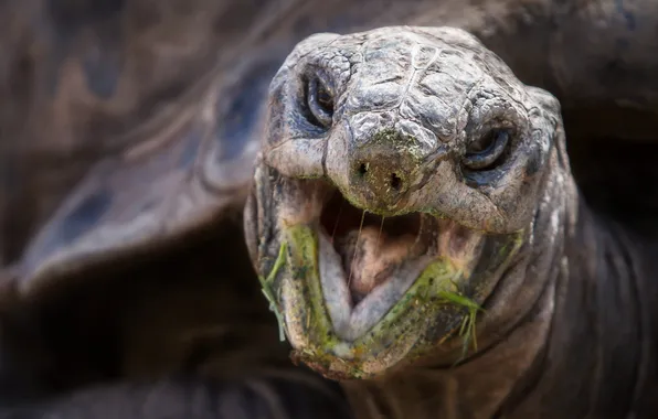 Macro, nature, Aldabra Tortoise