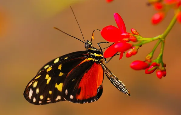 Flower, butterfly, plant, wings, insect, moth