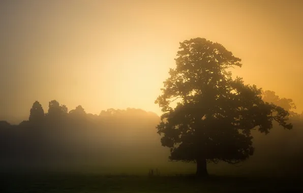 Trees, landscape, sunset, fog