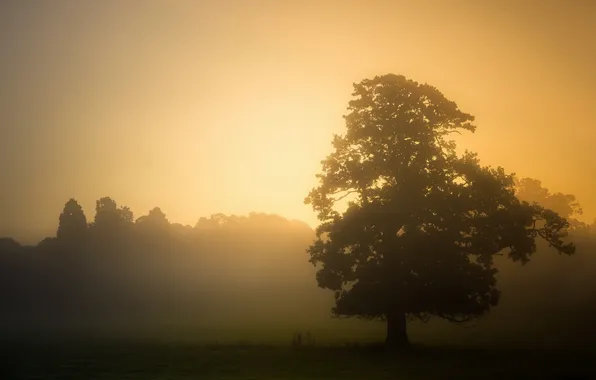 Landscape, sunset, fog, tree