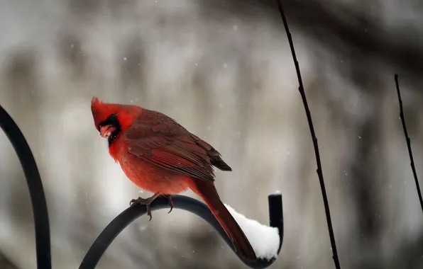 Winter, snow, bird, the fence, red, cardinal, cardinal