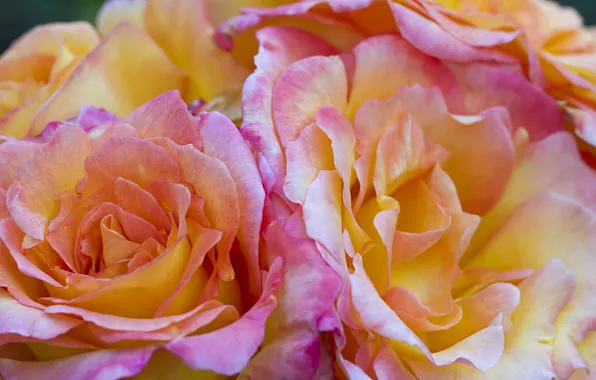Macro, roses, petals