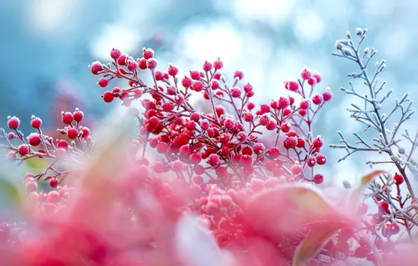 Picture winter, frost, autumn, branches, berries, blur, fruit, pink