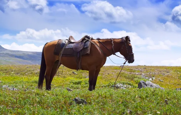 Field, summer, the sky, grass, clouds, blue, stones, horse