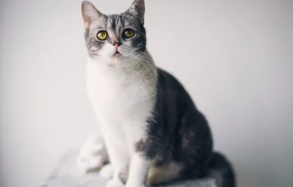 Eyes, cat, pupils, looking, focused