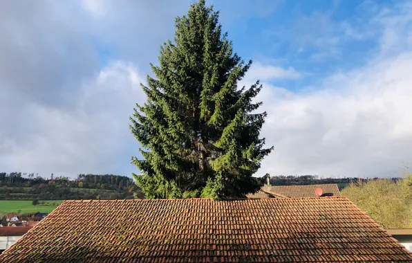 The sky, clouds, tree, Forest, View, The roof of the house, Tile