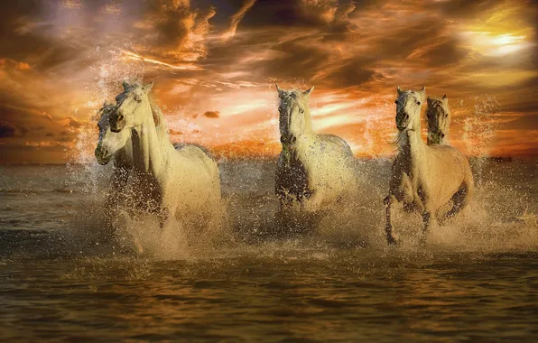 Sea, wave, the sky, the sun, clouds, sunset, squirt, rendering