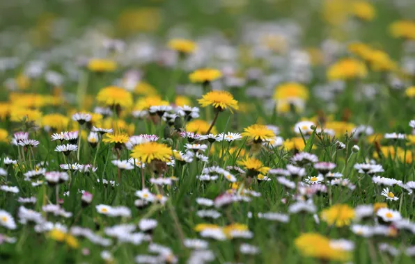 Picture field, grass, dandelion, Daisy, meadow