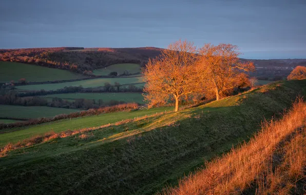 Greens, field, the sky, grass, light, trees, blue, hills