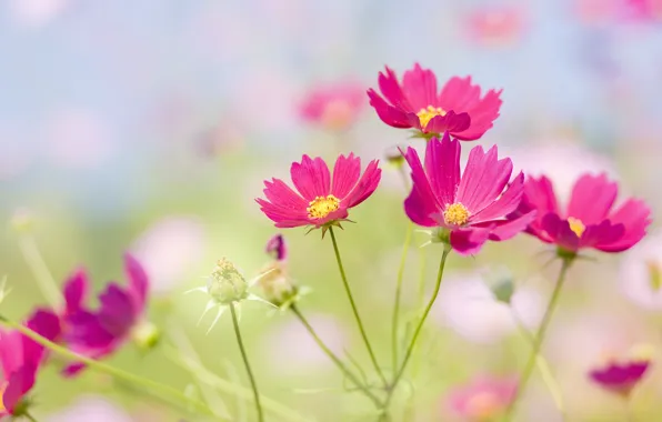 Picture flower, flowers, glade, petals, meadow, flower