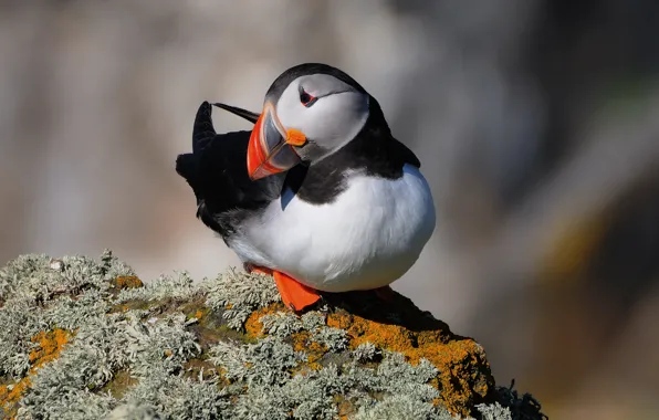 Picture rock, stones, bird, razmytost, Atlantic puffin, Fratercula arctica, Puffin