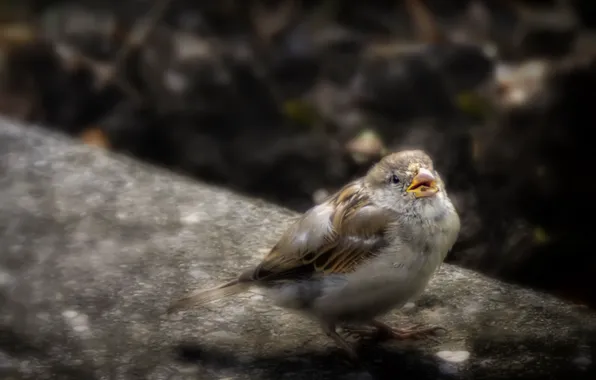 Picture nature, bird, Sparrow