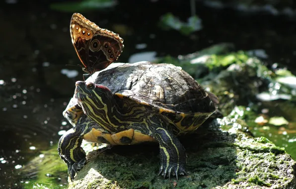 Butterfly, turtle, different together