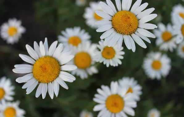 Field, flowers, chamomile