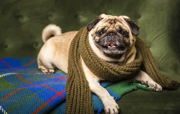 Language, look, pose, green, background, sofa, dog, scarf