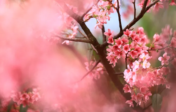 Flowers, branches, cherry, background, spring, Sakura, pink, flowers