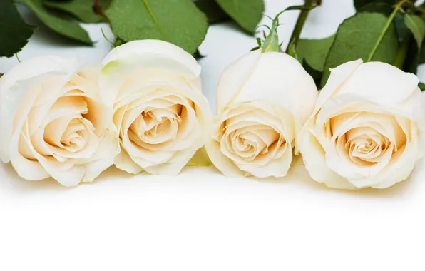 Bouquet, glasses, white, white roses, flowers, roses