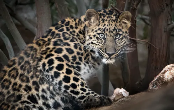 Picture look, The Amur leopard, big cat, zoo San Diego