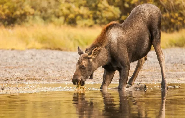 Summer, nature, moose