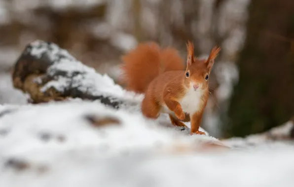 Picture winter, snow, nature, pose, legs, protein, log, bokeh