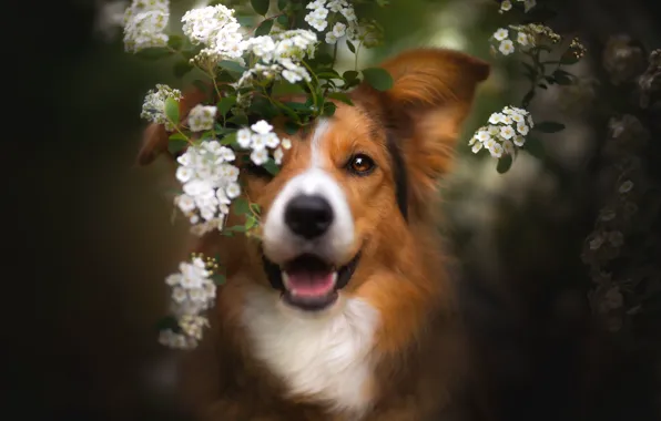 Picture look, face, branches, dog, spring, flowering, flowers, The border collie