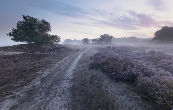 Road, field, trees, fog, morning, Heather