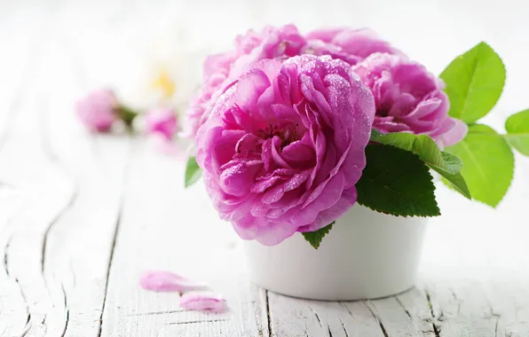 Picture flower, water, drops, flowers, Board, rose, pot