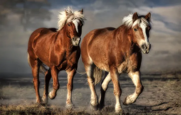 Picture background, horse, computer design