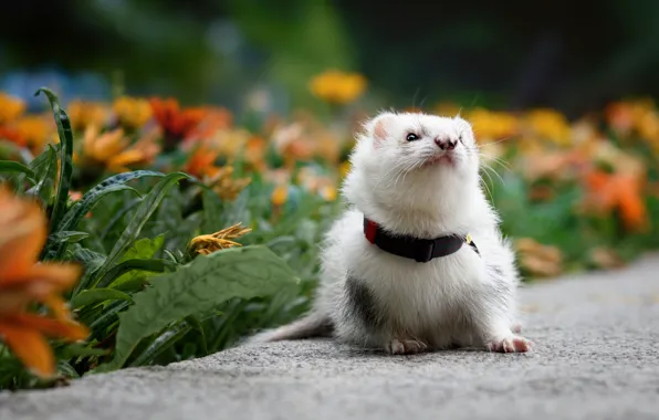 White, summer, look, flowers, pose, collar, animal, face