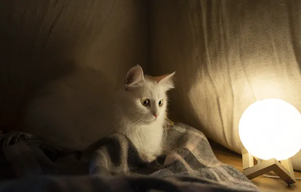 Cat, white, cat, light, lamp, tent
