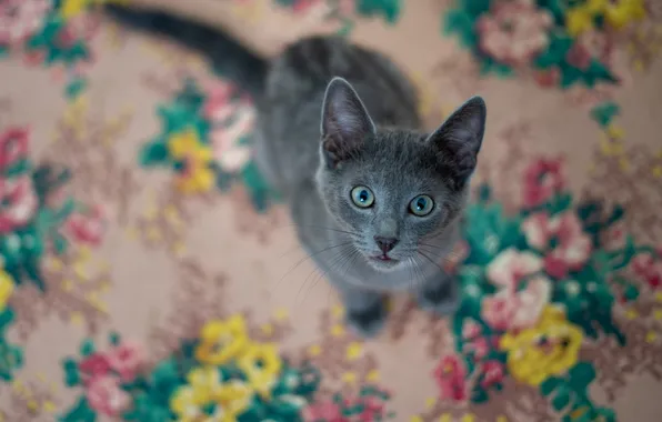 Cat, look, pose, kitty, grey, carpet, face, sitting