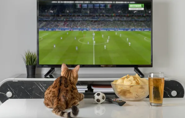 Cat, cat, look, pose, kitty, football, beer, TV