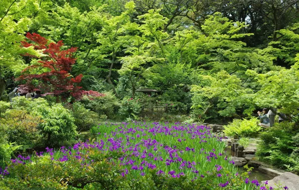 Nature, Park, Japan