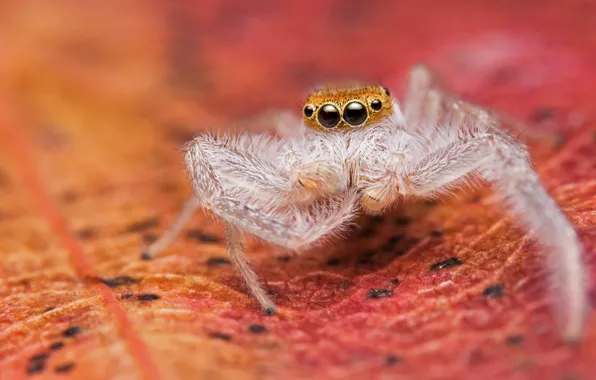 Picture white, macro, background, leaf, spider, jumper, the Hoppy