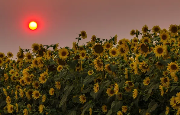 Picture field, the sun, sunflowers, sunset