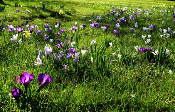 Greens, field, grass, the sun, flowers, spring, crocuses