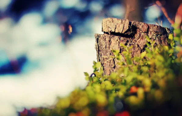 Picture greens, grass, nature, stump